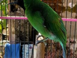 Begini Bikin Cucak Ijo Jambul dan Mudah Ngetrok