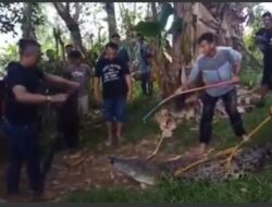 Teror Buaya Sepanjang 3,5 Meter Akhirnya Berakhir