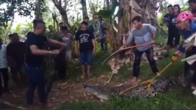 Proses evakuasi buaya sepanjang 3,5 meter di Sungai Bangek, Koto Tangah, Kota Padang, Jumat (12/5/2023).