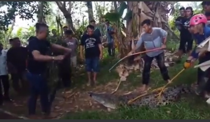 Proses evakuasi buaya sepanjang 3,5 meter di Sungai Bangek, Koto Tangah, Kota Padang, Jumat (12/5/2023).
