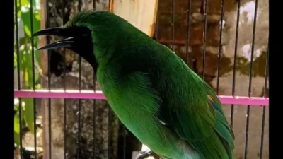 Inilah Keunggulan Cucak Hijau Kampus Unand Limau Manis