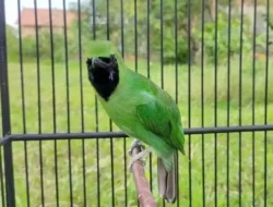 Punya Cucak Hijau Batu Busuk? Ini Bakat Alamnya