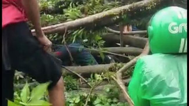 Seorang tukang ojek meninggal akibat tertimpa pohon tumbang. (Foto: istimewa)