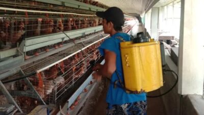 Kandang ayam Pullet Syariah.