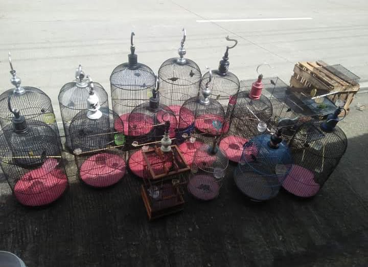 Penjemuran Konin secara ablak.