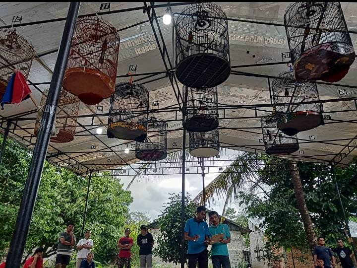 Suasana Latberan Rimbo Tarok, Sabtu (10/5/2023) di kelas Murai Batu Ekor Putih.