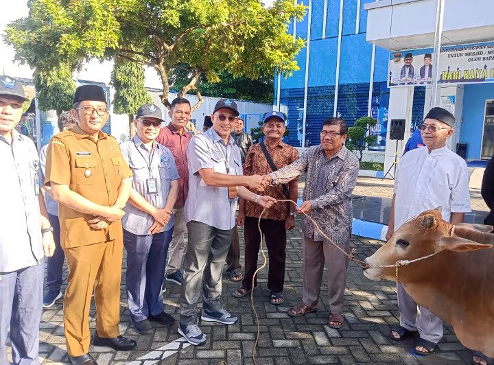 Direktur Utama Perumda AM Kota Padang, Hendra Pebrizal menyerahkan sapi kurban kepada masjid penerima sapi kurban.