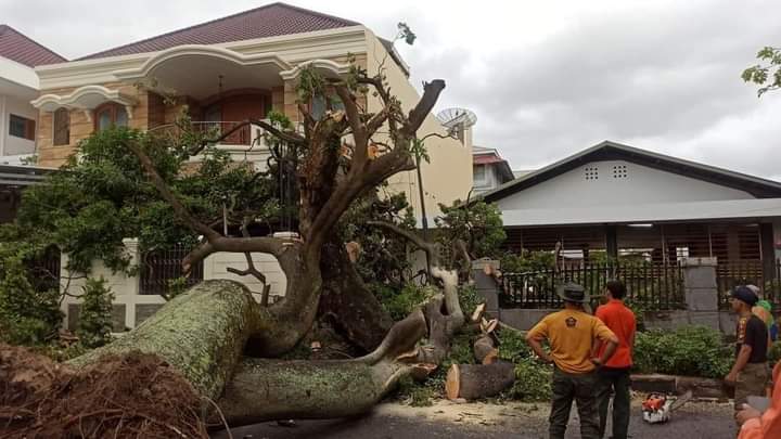 Sebuah pohon tumbang akibat hujan disertai badai yang terjadi, Minggu (23/7/2023) kemarin.
