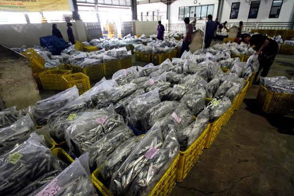 Ilustrasi usaha perikanan.