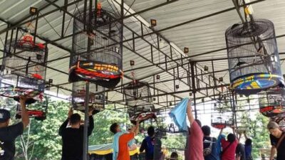 Ilustrasi lomba burung berkicau.