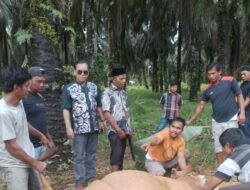 PT Anam Koto Salurkan Empat Ekor Sapi