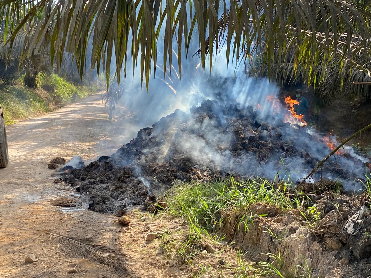 Tandan kosong (Tankos) milik perusahaan sawit PT SAK, di Kecamatan Padang Laweh, terbakar pada Sabtu (03/08/24) siang.