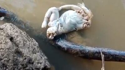 Sesosok mayat bayi tanpa kepala di Sungai Batanghari, Dharmasraya.
