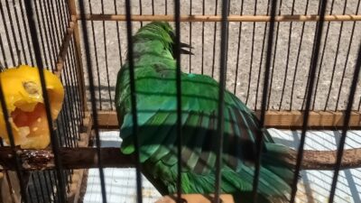 Begini Cara Menstabilkan Over Birahi Cucak Ijo