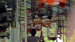 Ilustrasi lomba burung. (Nusabali.com)