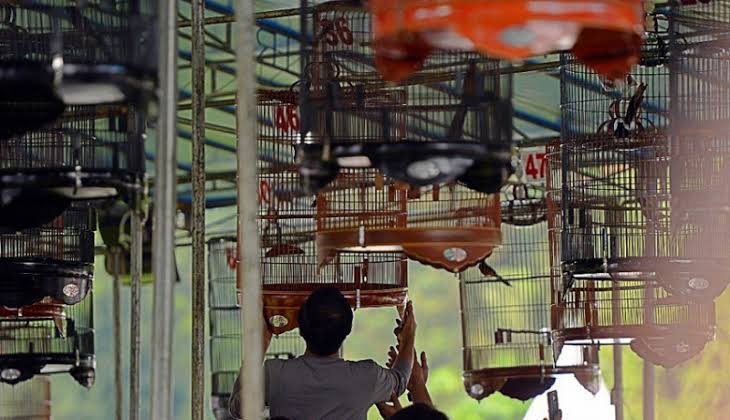 Ilustrasi lomba burung. (Nusabali.com)