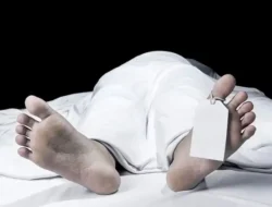 Tertimpa Pohon Sawit, Seorang Perempuan Meninggal Dunia