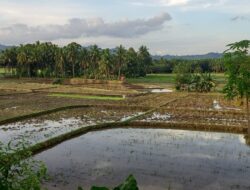 Ribuan Hektare Sawah Berpotensi Alih Fungsi, Pemda Tegaskan Perlindungan Lahan Pangan